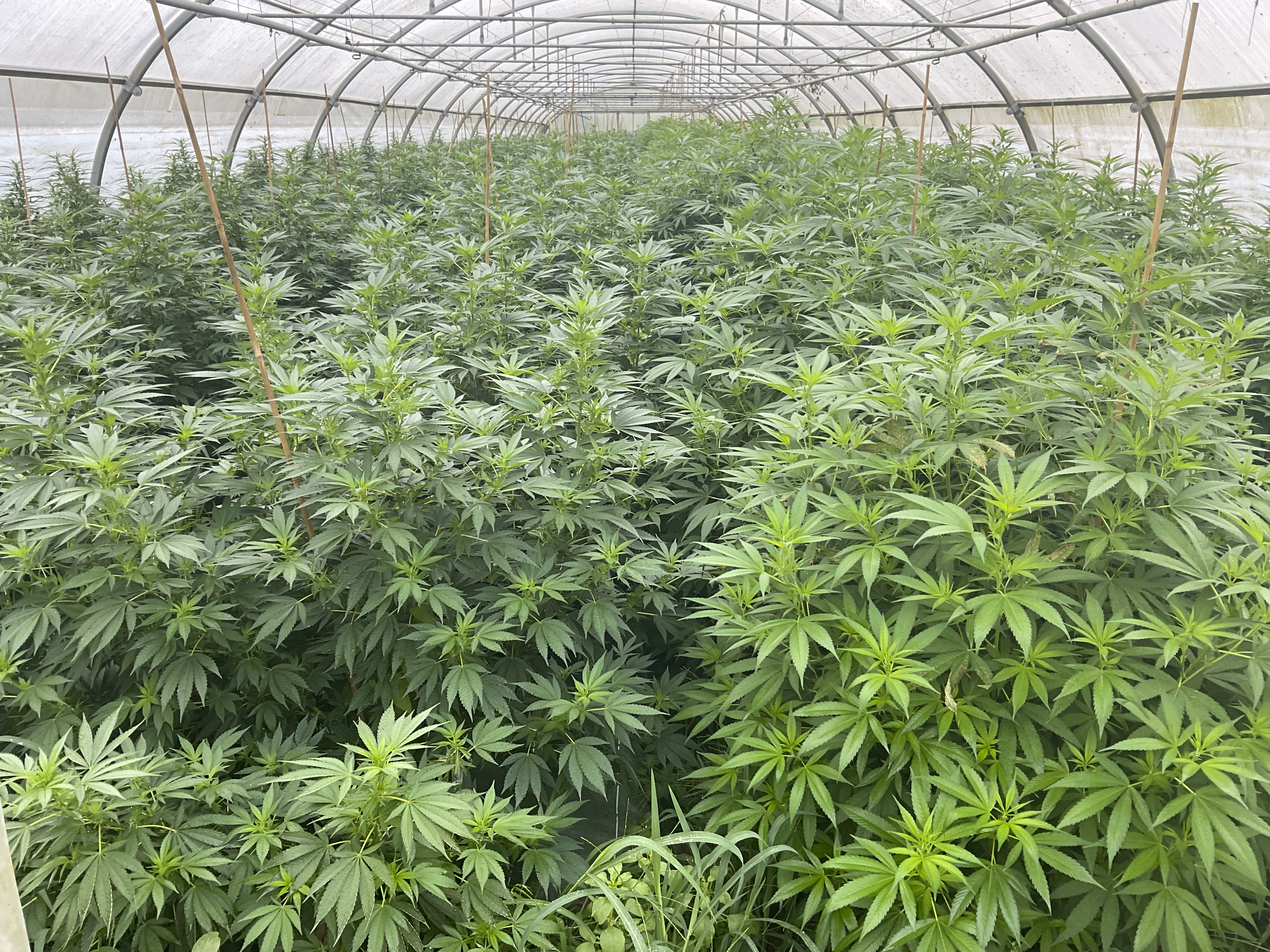 Serre de culture de CBD en Savoie, remplie de plantes de chanvre en pleine croissance, cultivées de manière artisanale et naturelle pour une production locale et de qualité.